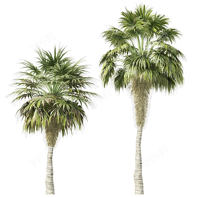 Elegant Trio of Chinese Palms 3D model image 6