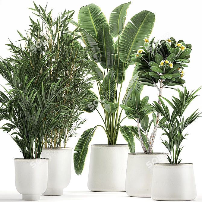 Exotic Plant Collection in White Planters 3D model image 1
