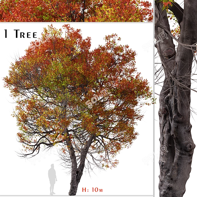 Trident Maple Tree: Beautifully Hardy & Easy to Grow 3D model image 1