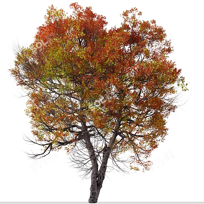Trident Maple Tree: Beautifully Hardy & Easy to Grow 3D model image 3