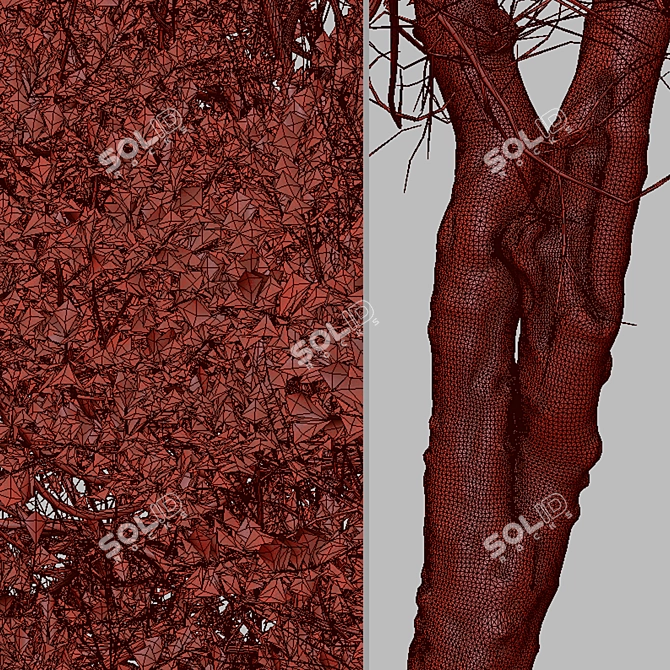 Trident Maple Tree: Beautifully Hardy & Easy to Grow 3D model image 7