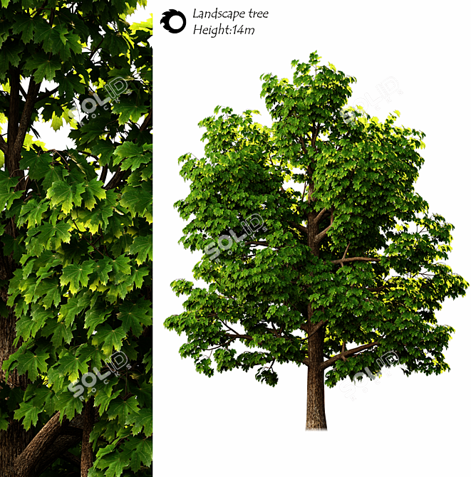 14m Exterior Landscape Tree 3D model image 1