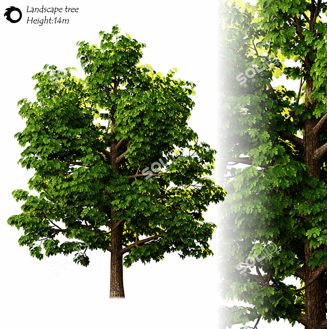 14m Exterior Landscape Tree 3D model image 2