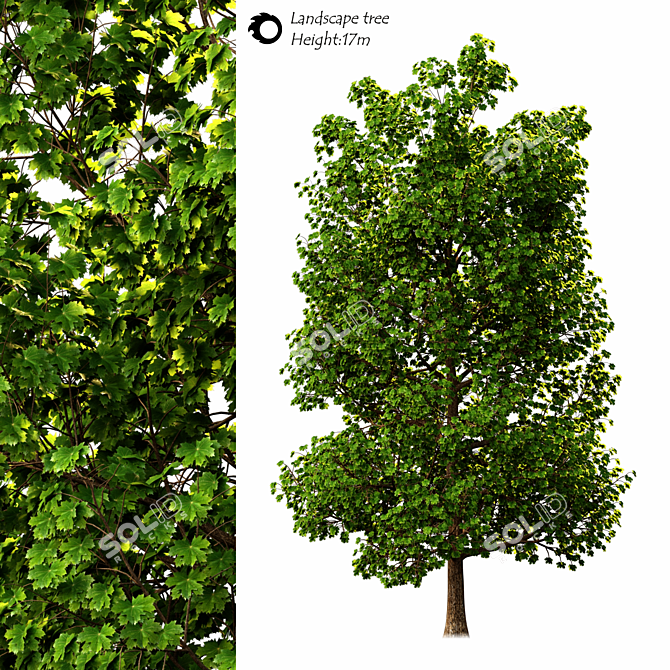 Exterior Landscape Tree - 17m Height 3D model image 1