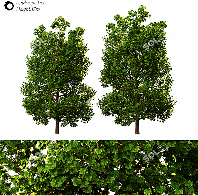 Exterior Landscape Tree - 17m Height 3D model image 2