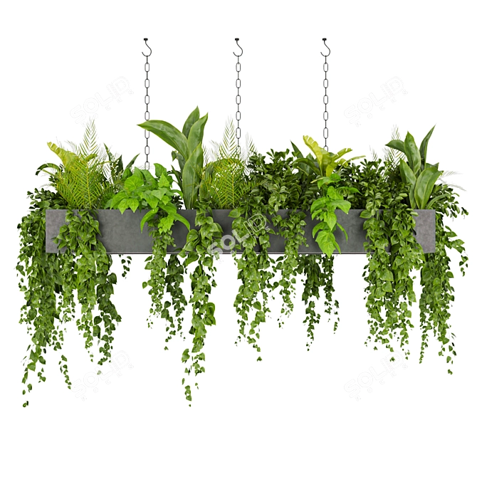 Hanging Indoor Ampelous Collection Plant 3D model image 2