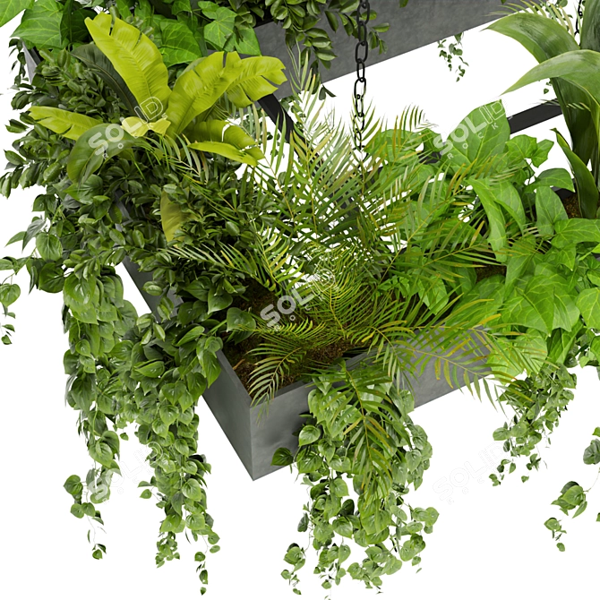 Hanging Indoor Ampelous Collection Plant 3D model image 4