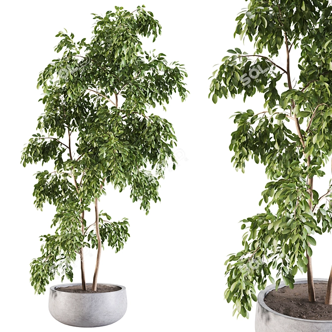 Elegant Ficus Indoor Plant 3D model image 1