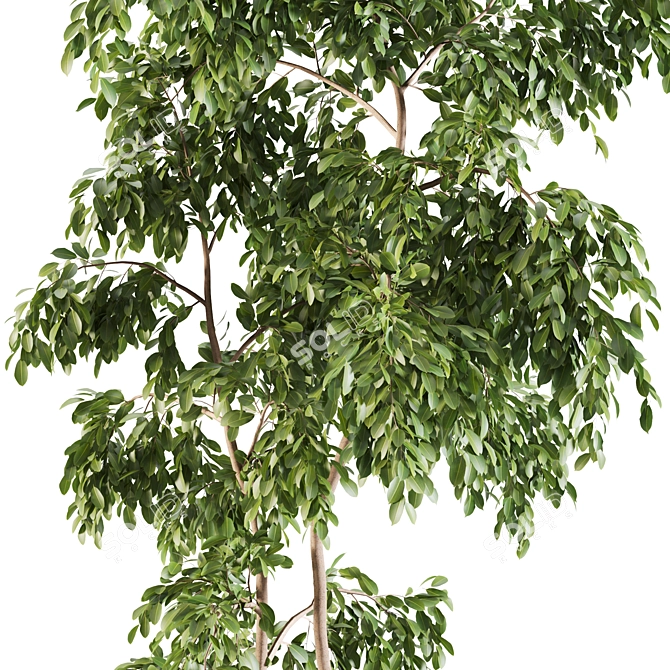 Elegant Ficus Indoor Plant 3D model image 2
