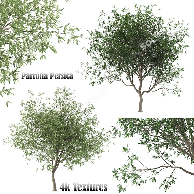 Persian Ironwood Tree (2-Pack) 3D model image 1