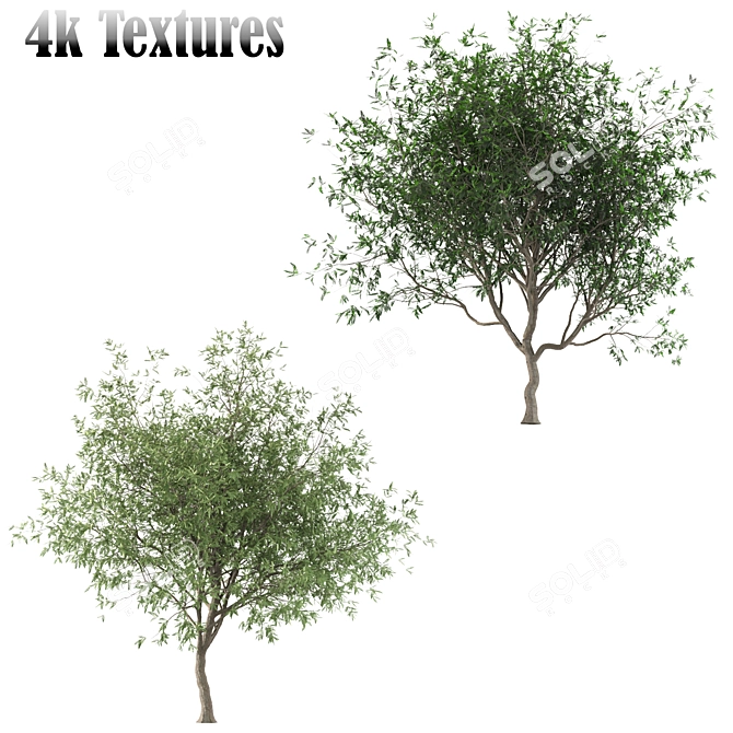 Persian Ironwood Tree (2-Pack) 3D model image 2