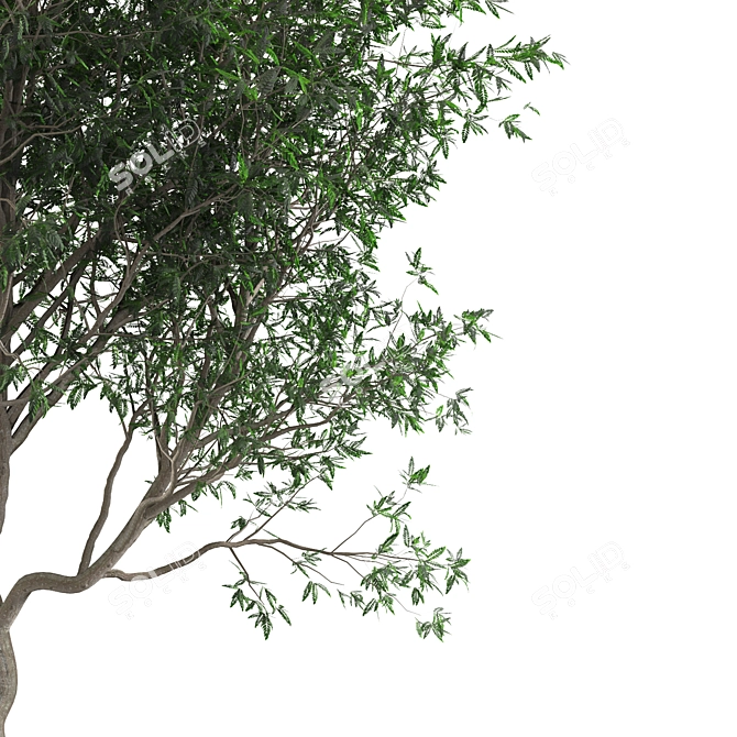 Persian Ironwood Tree (2-Pack) 3D model image 4