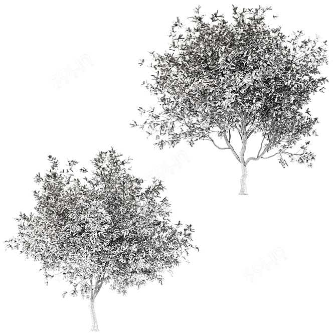 Persian Ironwood Tree (2-Pack) 3D model image 5