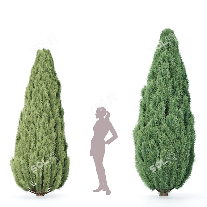 Northern Juniper Trees Collection 3D model image 3