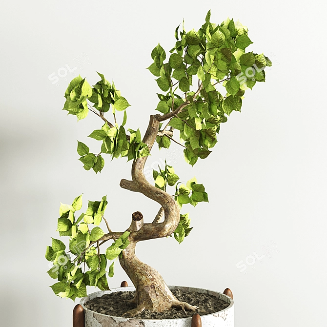 Exquisite Bonsai Tree Collection 3D model image 2