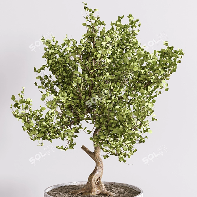 Exquisite Bonsai Tree Collection 3D model image 4