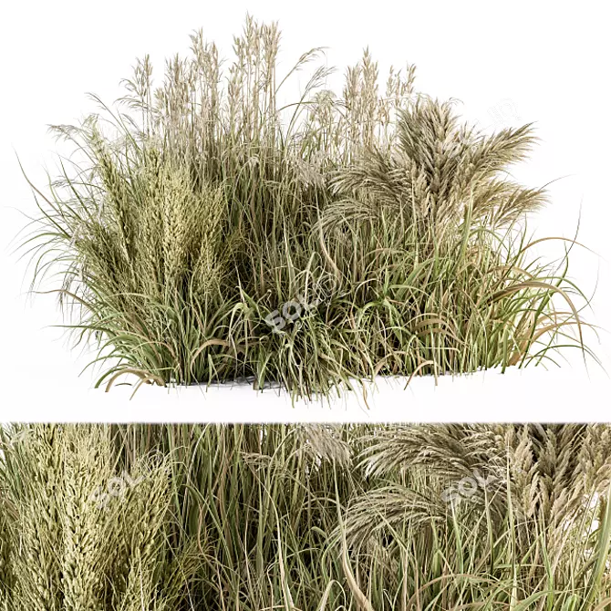 Pampas Bush Set 54: Dried & Fresh 3D model image 1