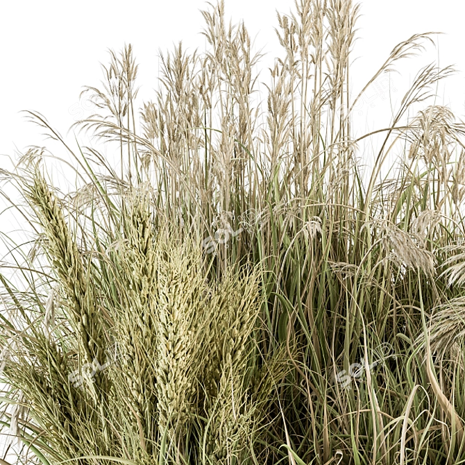 Pampas Bush Set 54: Dried & Fresh 3D model image 3