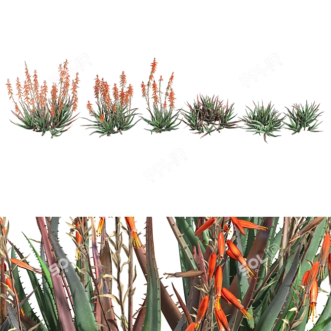 Blue Elf Aloes: Stunning 3D Model 3D model image 1