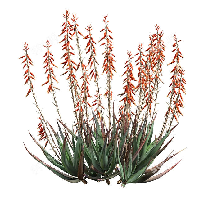 Blue Elf Aloes: Stunning 3D Model 3D model image 2