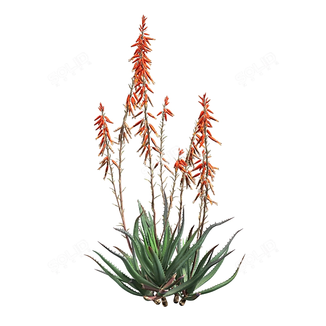 Blue Elf Aloes: Stunning 3D Model 3D model image 3