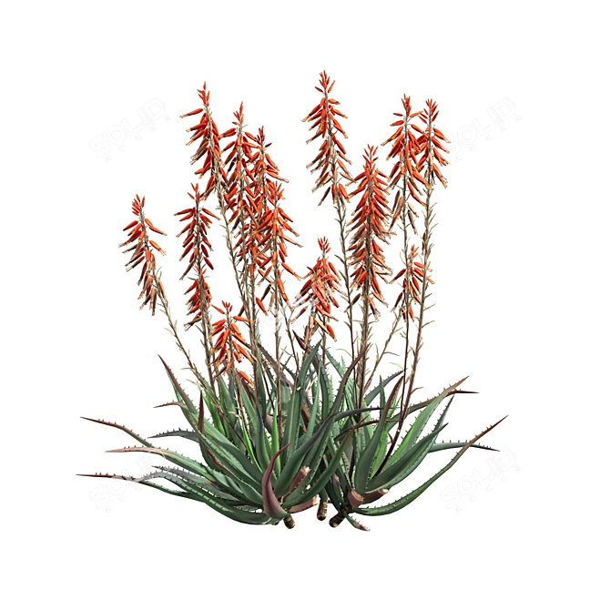 Blue Elf Aloes: Stunning 3D Model 3D model image 4