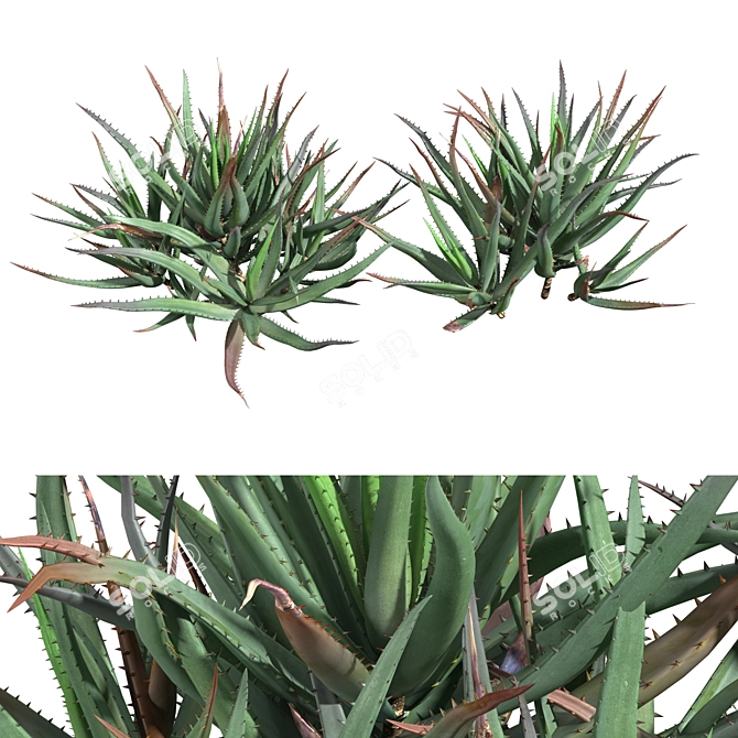 Blue Elf Aloes: Stunning 3D Model 3D model image 6