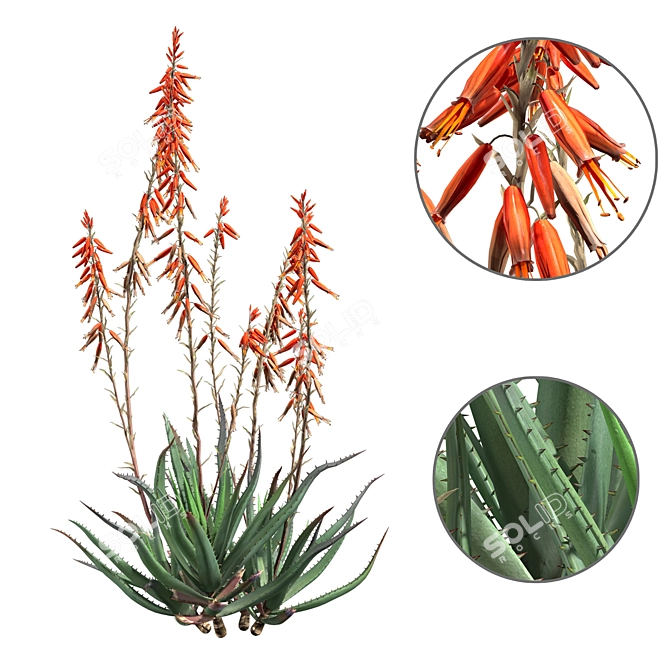 Blue Elf Aloes: Stunning 3D Model 3D model image 8