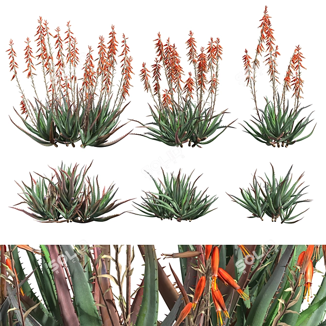 Blue Elf Aloes: Stunning 3D Model 3D model image 9