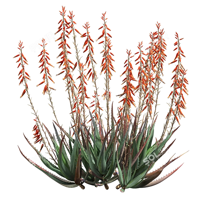 Blue Elf Aloes: Stunning 3D Model 3D model image 10