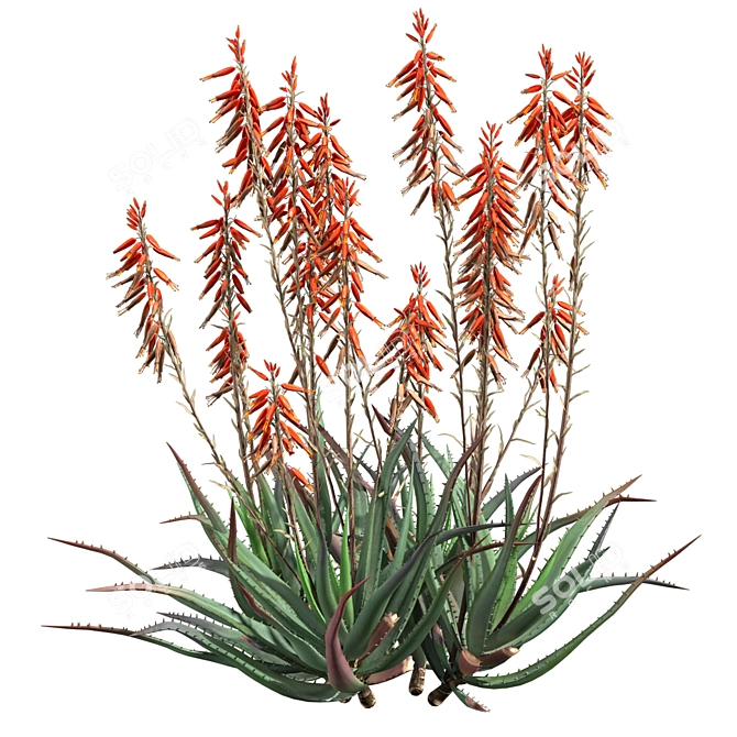 Blue Elf Aloes: Stunning 3D Model 3D model image 12