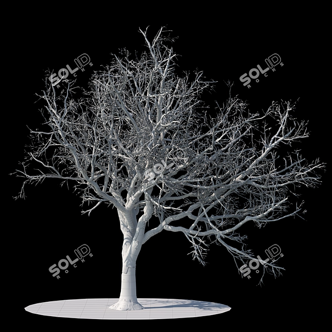 Snowy Winter Apple Tree 3D model image 2