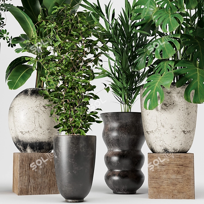 Five Plant Collection - Indoor/outdoor Ornamental Plants 3D model image 4