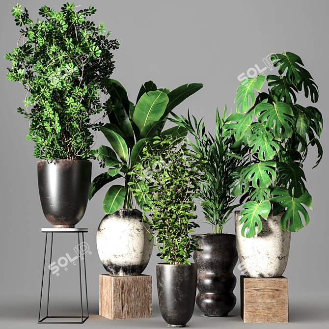 Five Plant Collection - Indoor/outdoor Ornamental Plants 3D model image 8