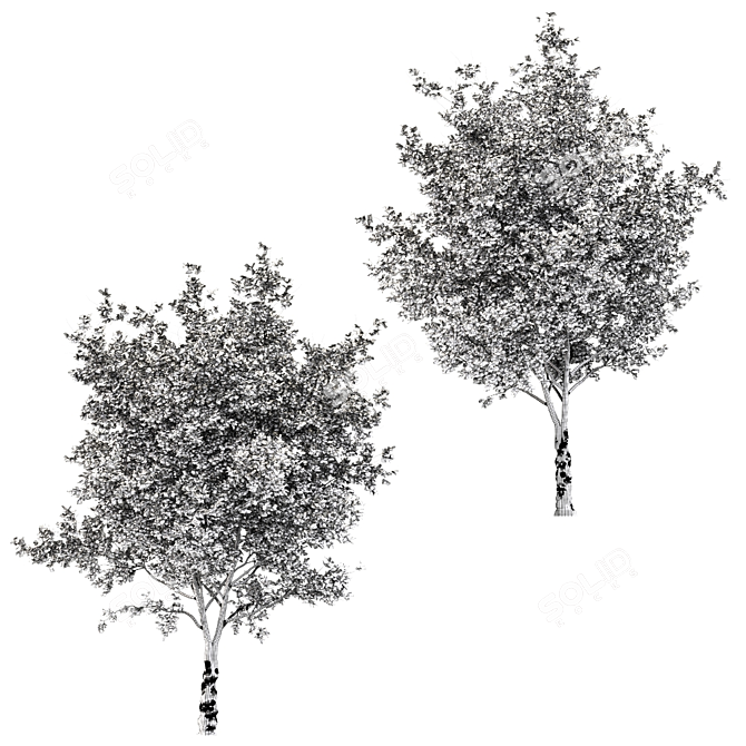 Ginkgo biloba - Ancient Beauty 3D model image 5