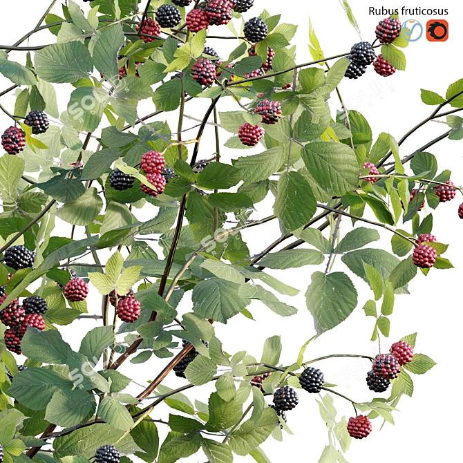 Rubus Fruticosus: Blackberry 3D Model 3D model image 2