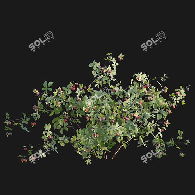 Rubus Fruticosus: Blackberry 3D Model 3D model image 5