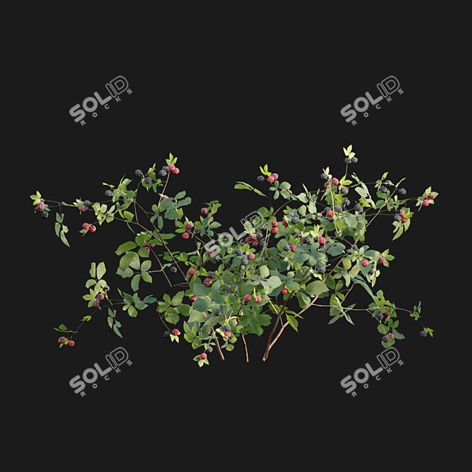 Rubus Fruticosus: Blackberry 3D Model 3D model image 6