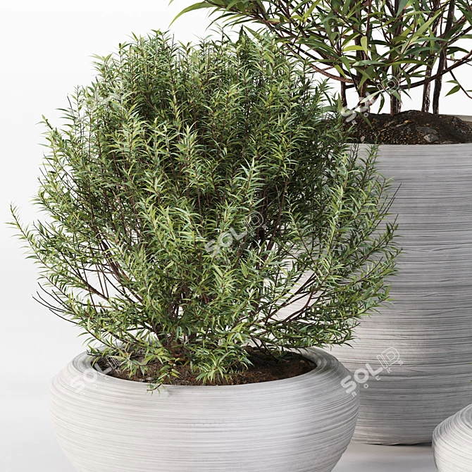 4 Pot Rosemary: Healthy & Fragrant Herb 3D model image 3