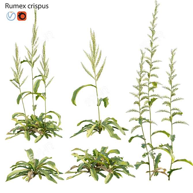 Curled Dock - 3D Plant Model 3D model image 1