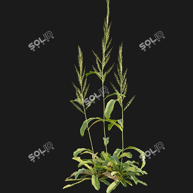 Curled Dock - 3D Plant Model 3D model image 5