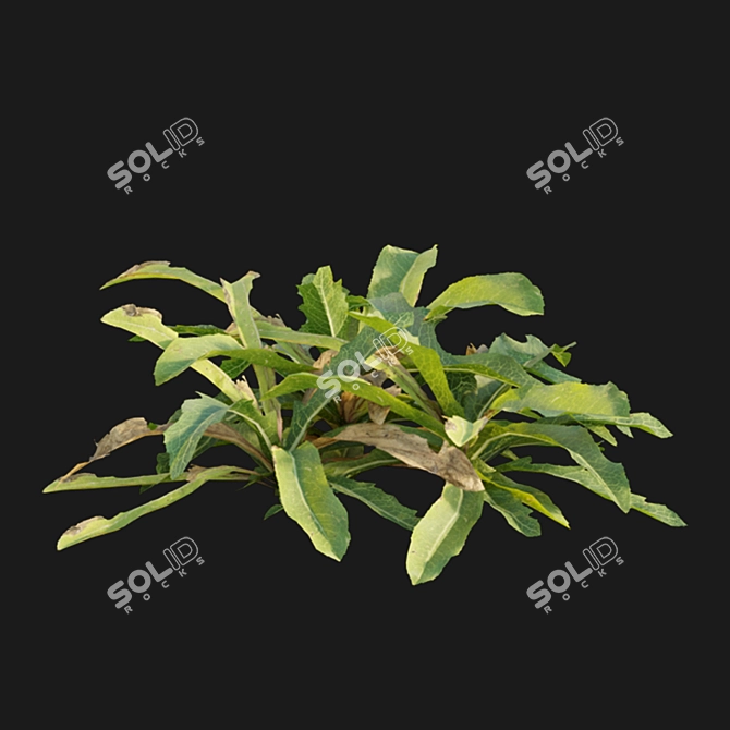 Curled Dock - 3D Plant Model 3D model image 6