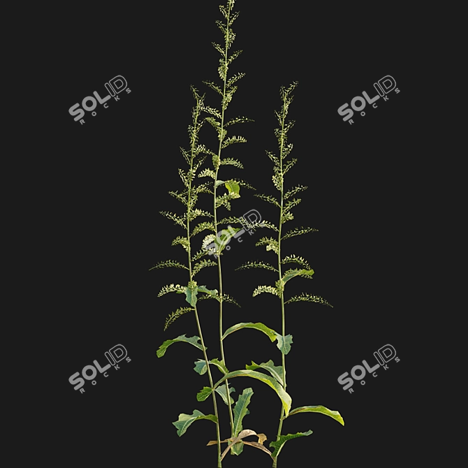 Curled Dock - 3D Plant Model 3D model image 7