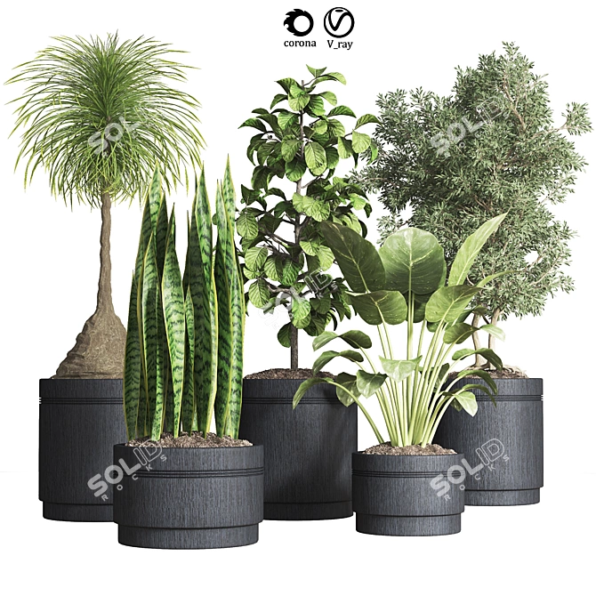 Indoor Plant Collection: 13 Varieties 3D model image 1