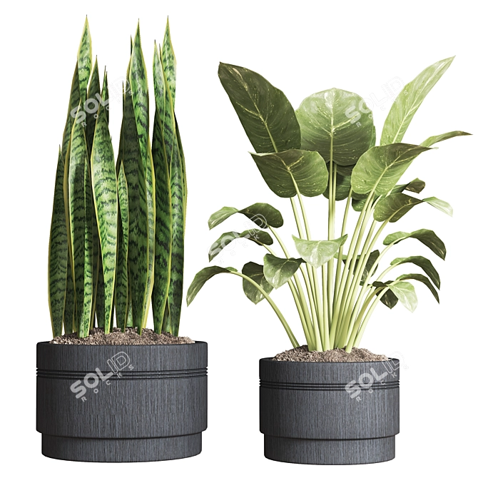 Indoor Plant Collection: 13 Varieties 3D model image 3