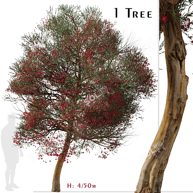 Manuka Tree: Native Beauty for Your Garden 3D model image 1