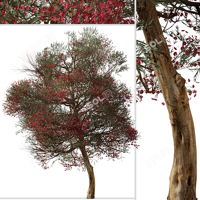 Manuka Tree: Native Beauty for Your Garden 3D model image 3