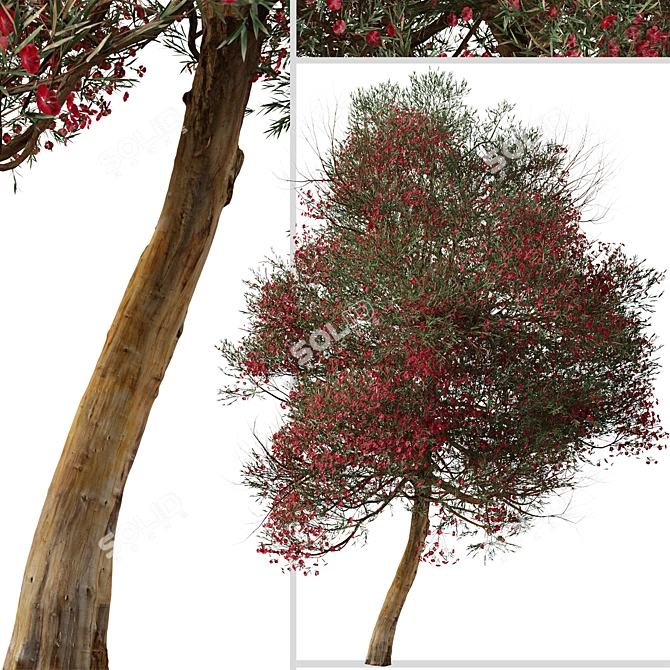 Manuka Tree: Native Beauty for Your Garden 3D model image 4