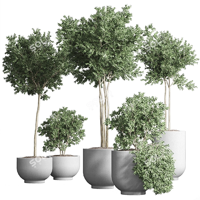 Indoor Plant Collection 13: Elegant Greenery for your Home 3D model image 3