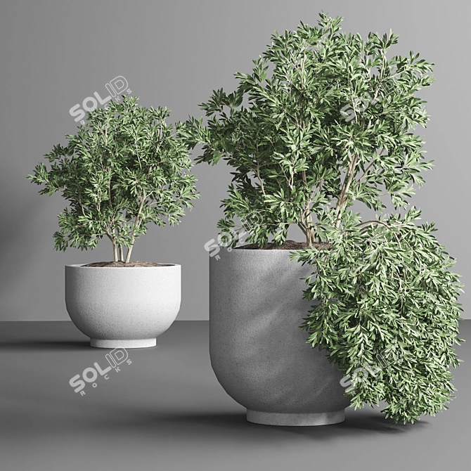 Indoor Plant Collection 13: Elegant Greenery for your Home 3D model image 4